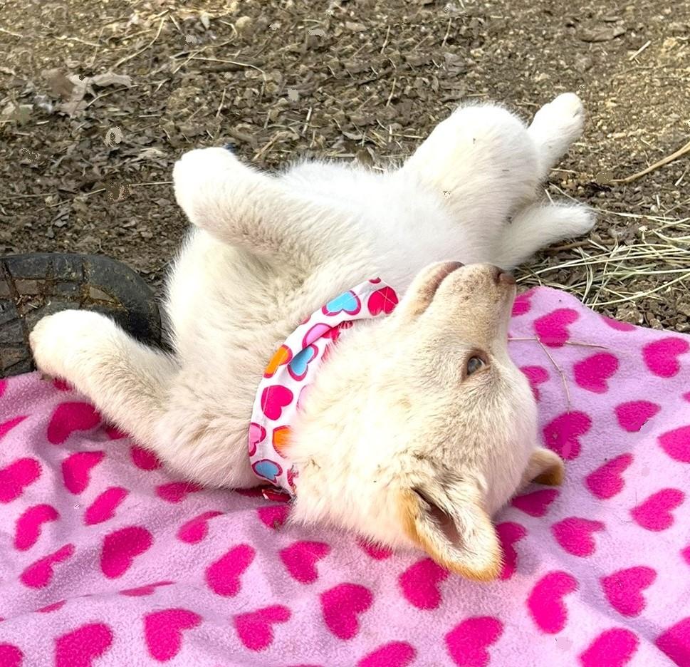 Enlarge Sugar, a ADOPTABLE Husky in Godley, TX image 4/6