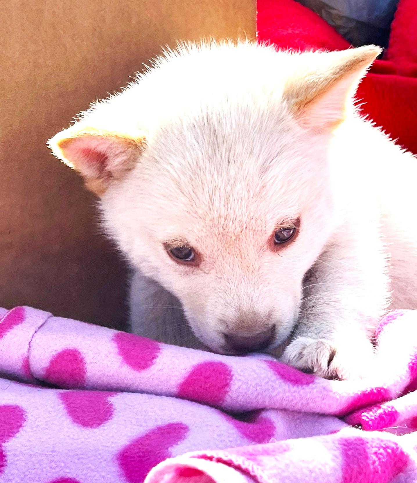 Sugar, a ADOPTABLE Husky in Godley, TX image 4/6