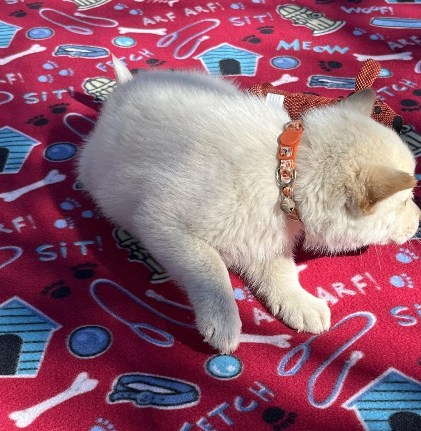 Sugar, a ADOPTABLE Husky in Godley, TX image 6/6