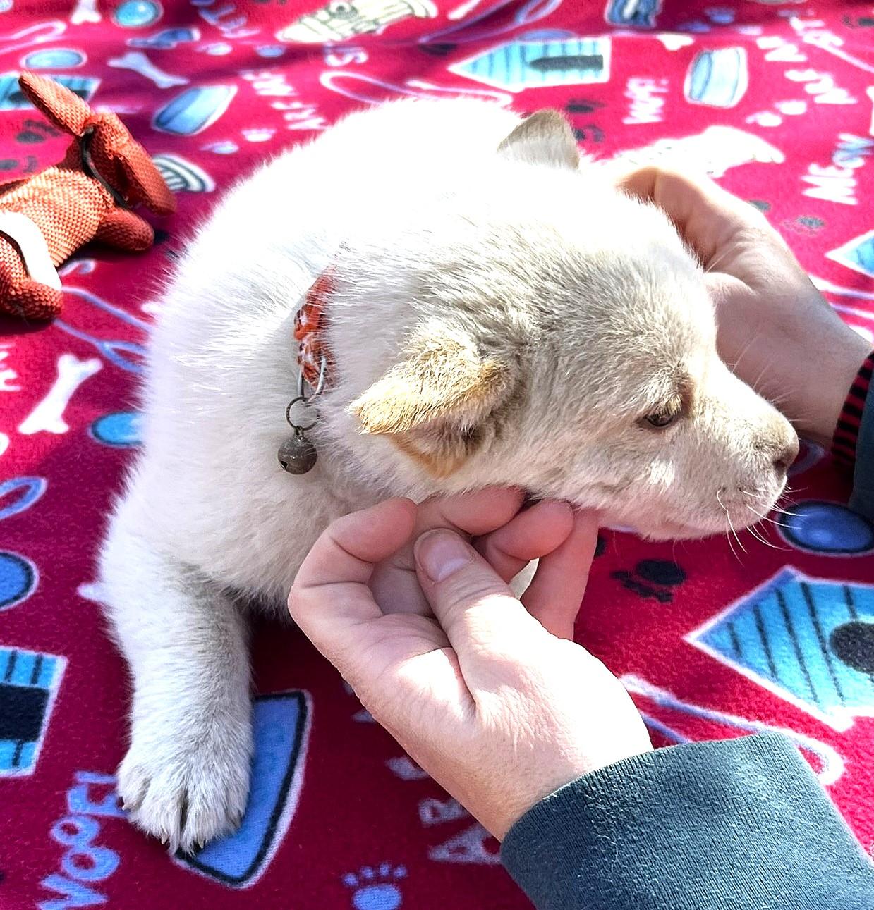 Sugar, a ADOPTABLE Husky in Godley, TX image 3/6