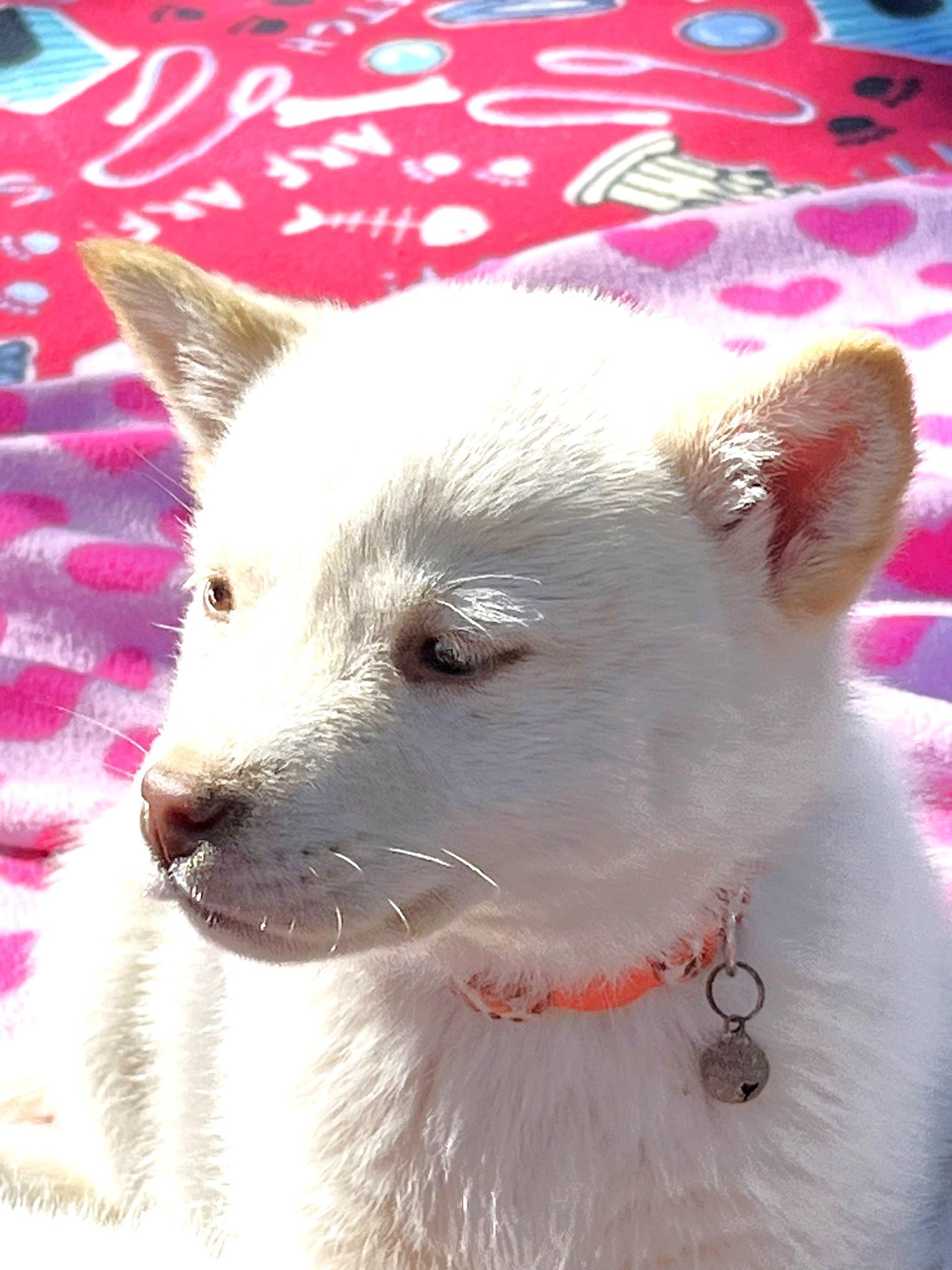 Sugar, a ADOPTABLE Husky in Godley, TX image 5/6