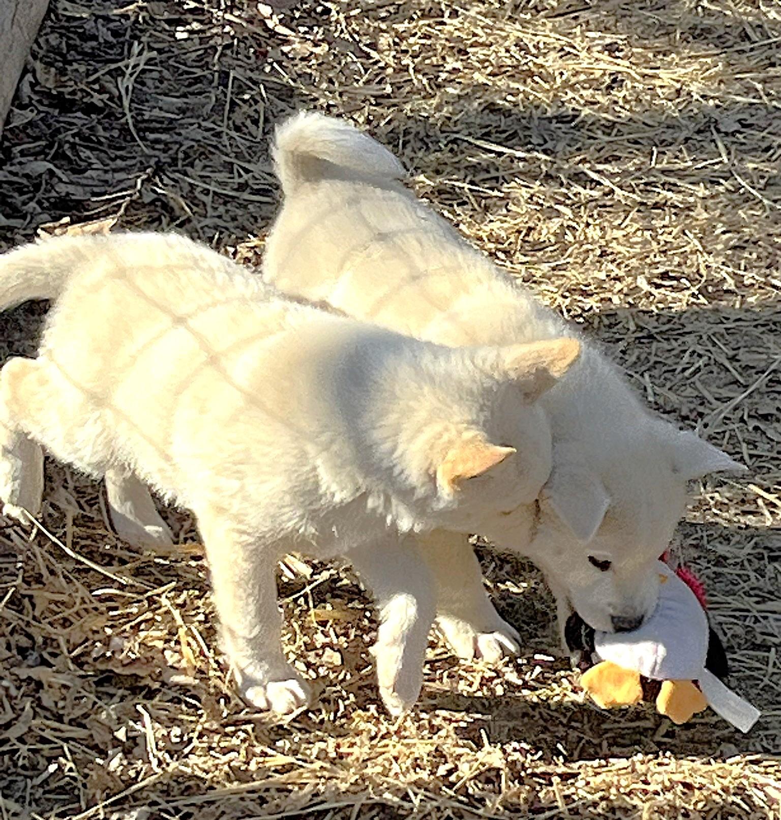 Enlarge Sugar, a ADOPTABLE Husky in Godley, TX image 5/6