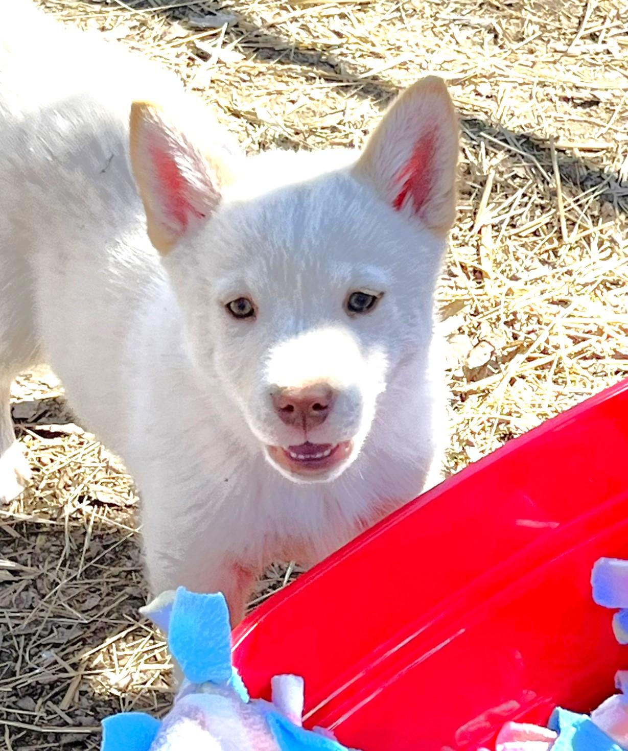 Enlarge Sugar, a ADOPTABLE Husky in Godley, TX image 3/6