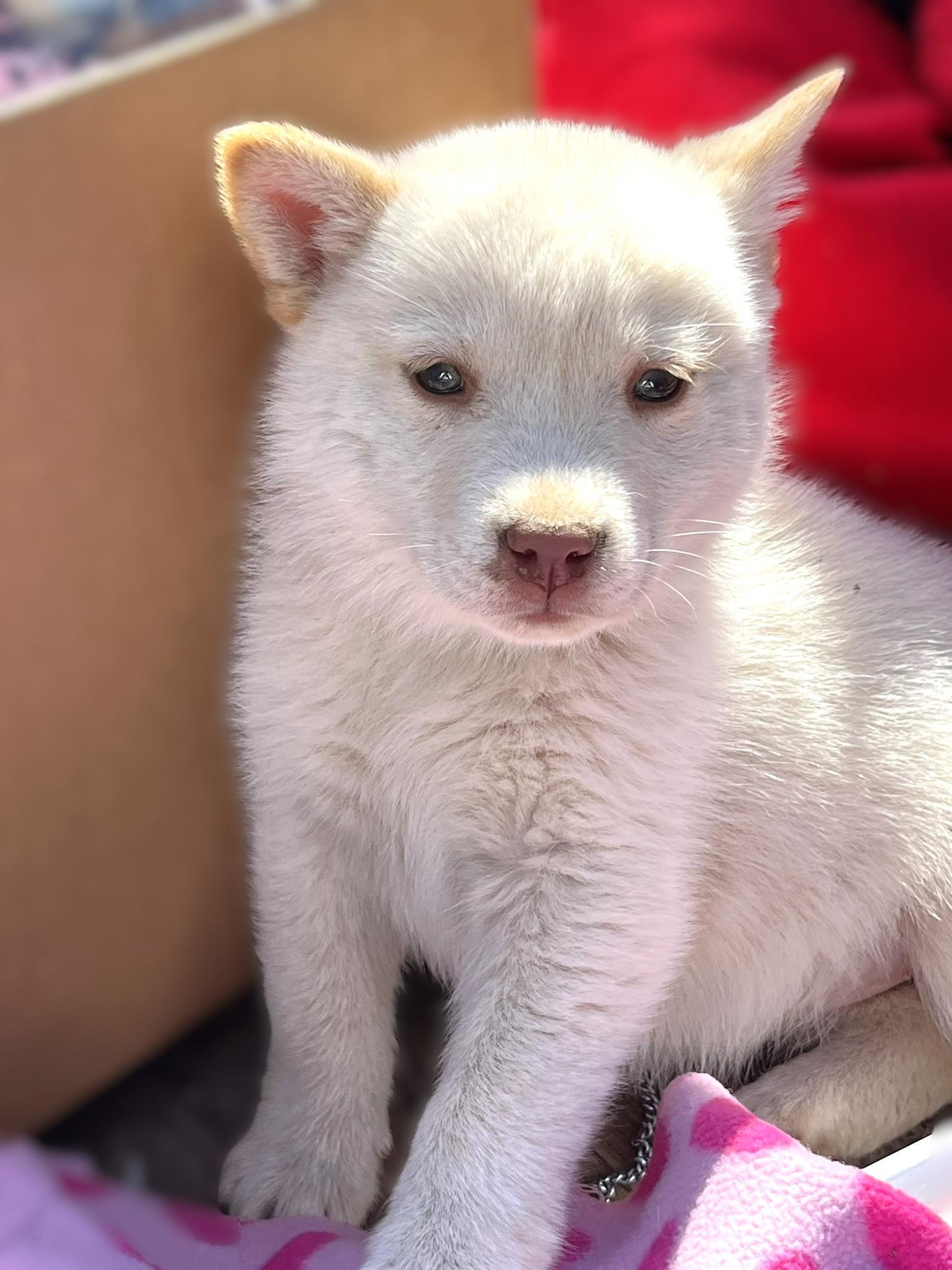 Sugar, a ADOPTABLE Husky in Godley, TX image 2/6