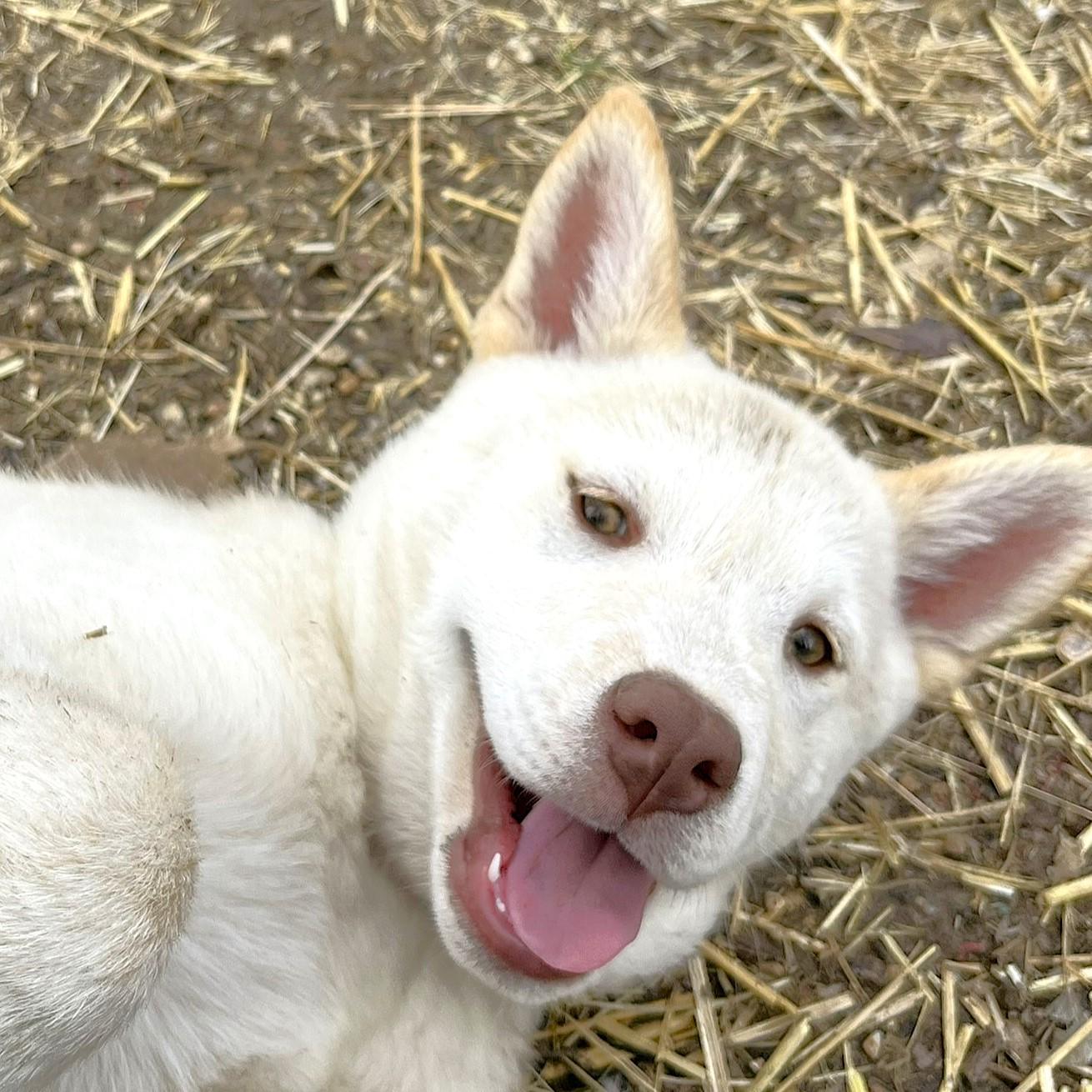 Sugar, adopted, Puppy Female Husky.