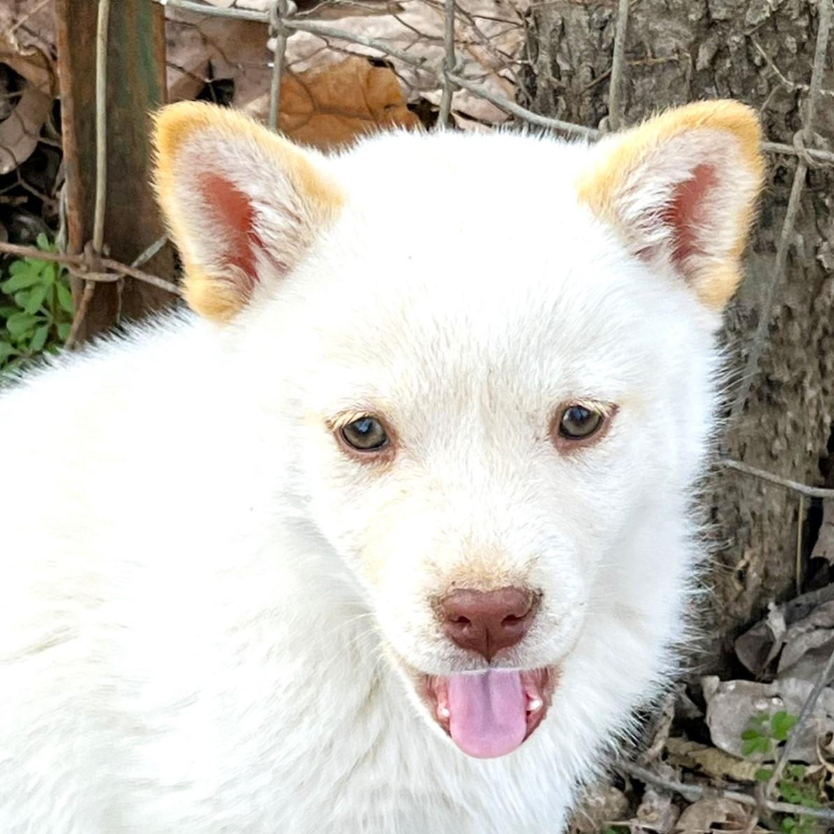 Sugar, ADOPTABLE, Puppy Female Husky.