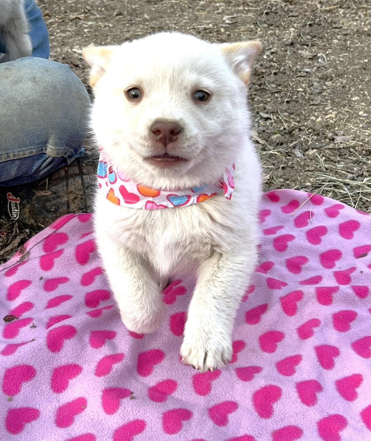 Enlarge Sugar, a ADOPTABLE Husky in Godley, TX image 6/6