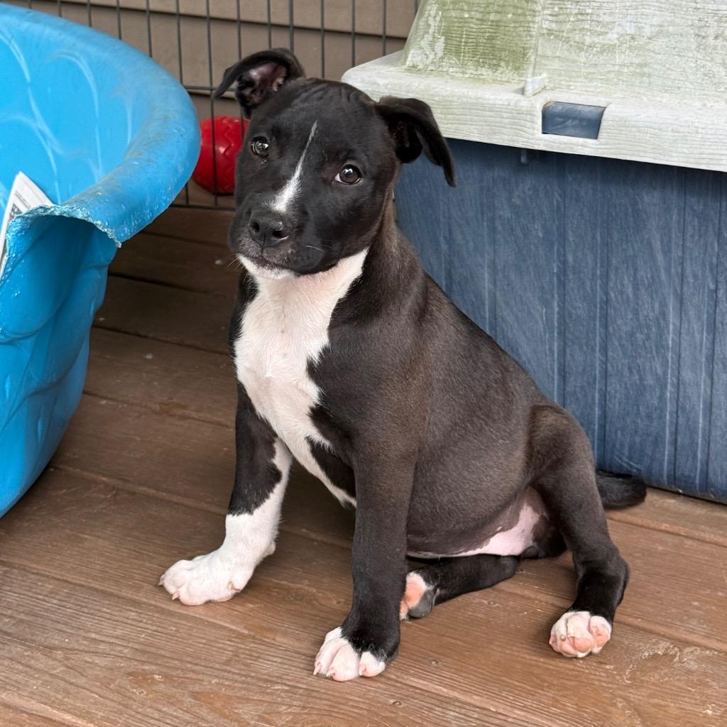 Venti, a Adopted Pit Bull Terrier in Little Rock, AR image 1/5