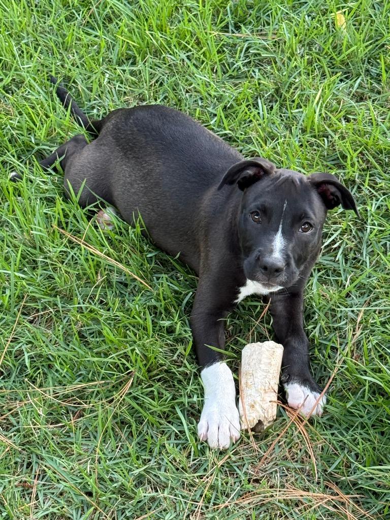 Venti, a Adopted Pit Bull Terrier in Little Rock, AR image 2/5