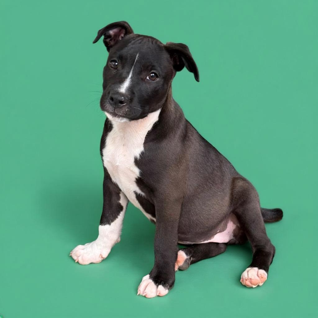 Venti, a Adopted Pit Bull Terrier in Little Rock, AR image 3/5