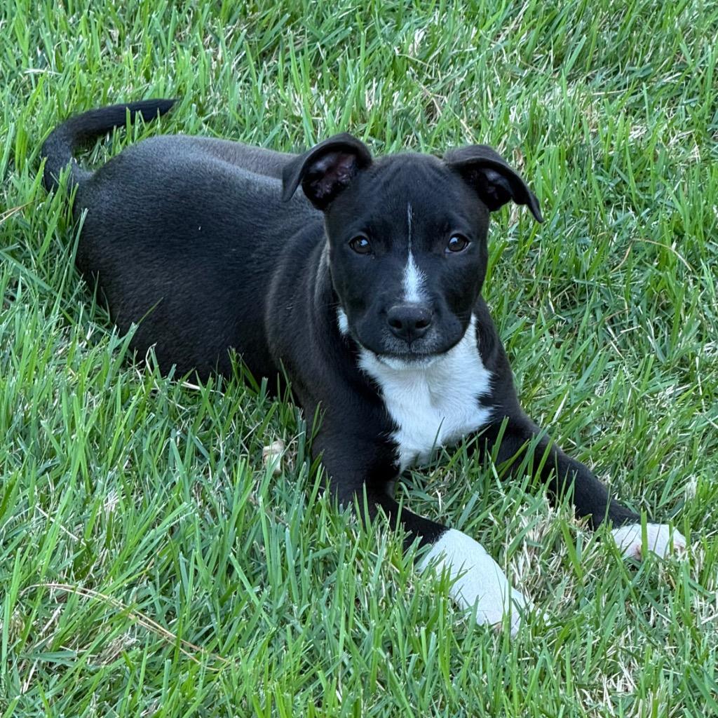 Venti, a Adopted Pit Bull Terrier in Little Rock, AR image 4/5