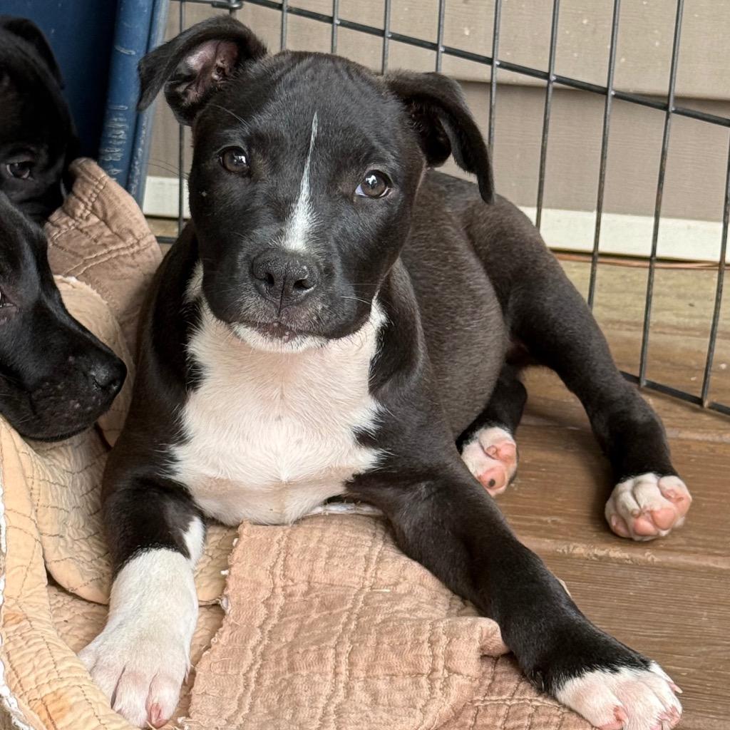 Venti, a Adopted Pit Bull Terrier in Little Rock, AR image 5/5
