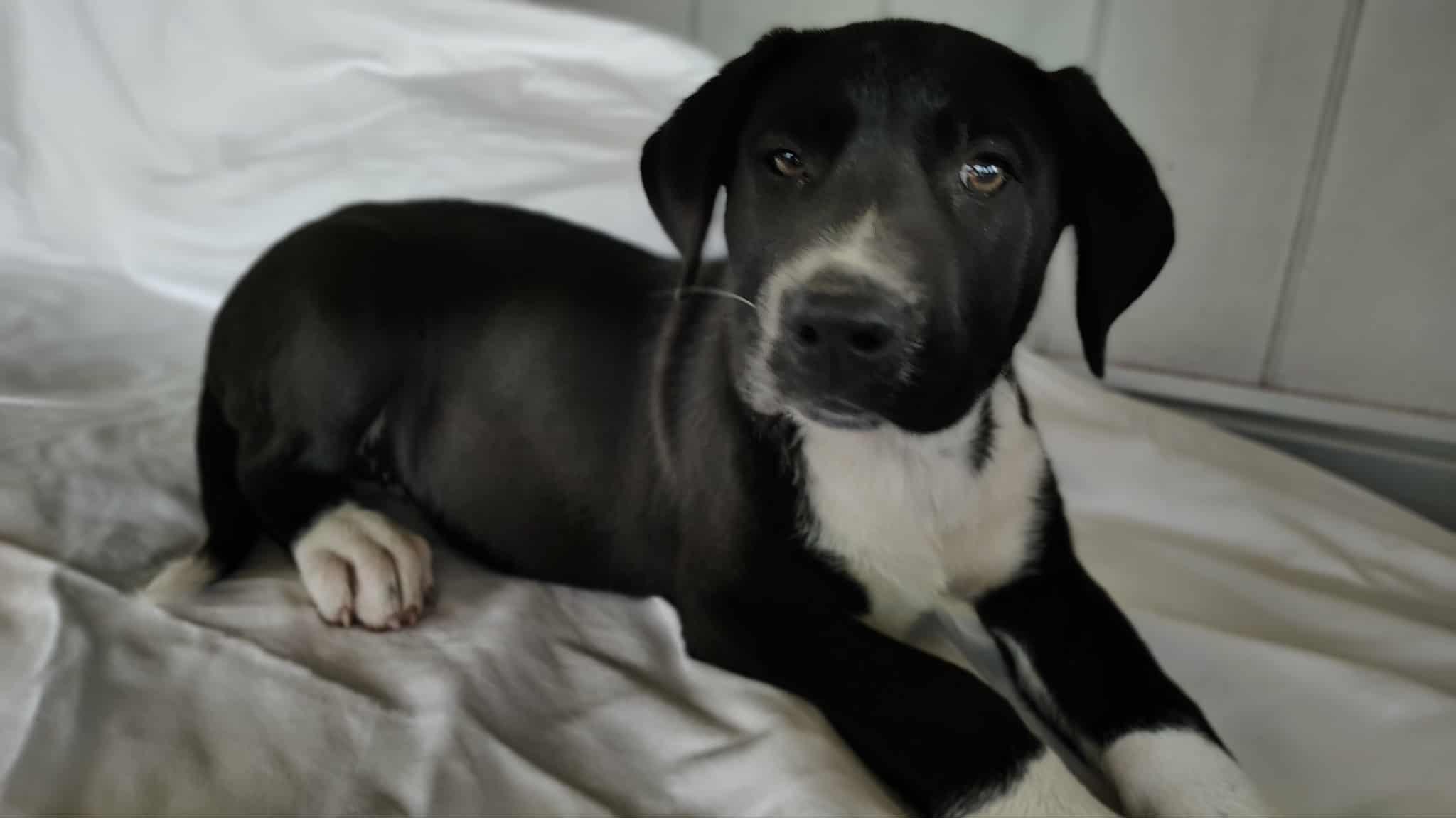 Enlarge Kenzie, a ADOPTABLE mixed breed in Barkhamsted, CT image 3/3