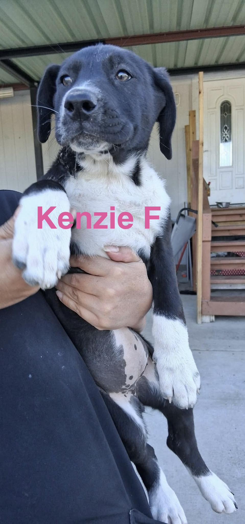 Enlarge Kenzie, a ADOPTABLE mixed breed in Barkhamsted, CT image 2/3