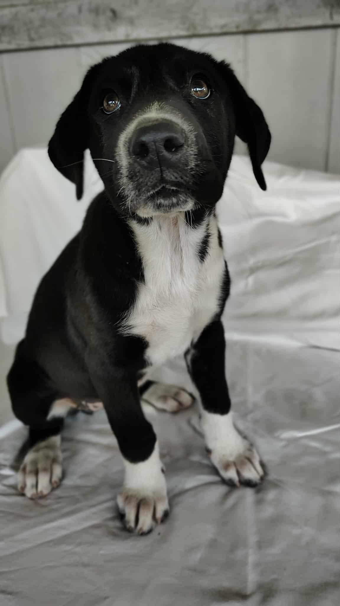 Enlarge Kenzie, a ADOPTABLE mixed breed in Barkhamsted, CT image 1/3