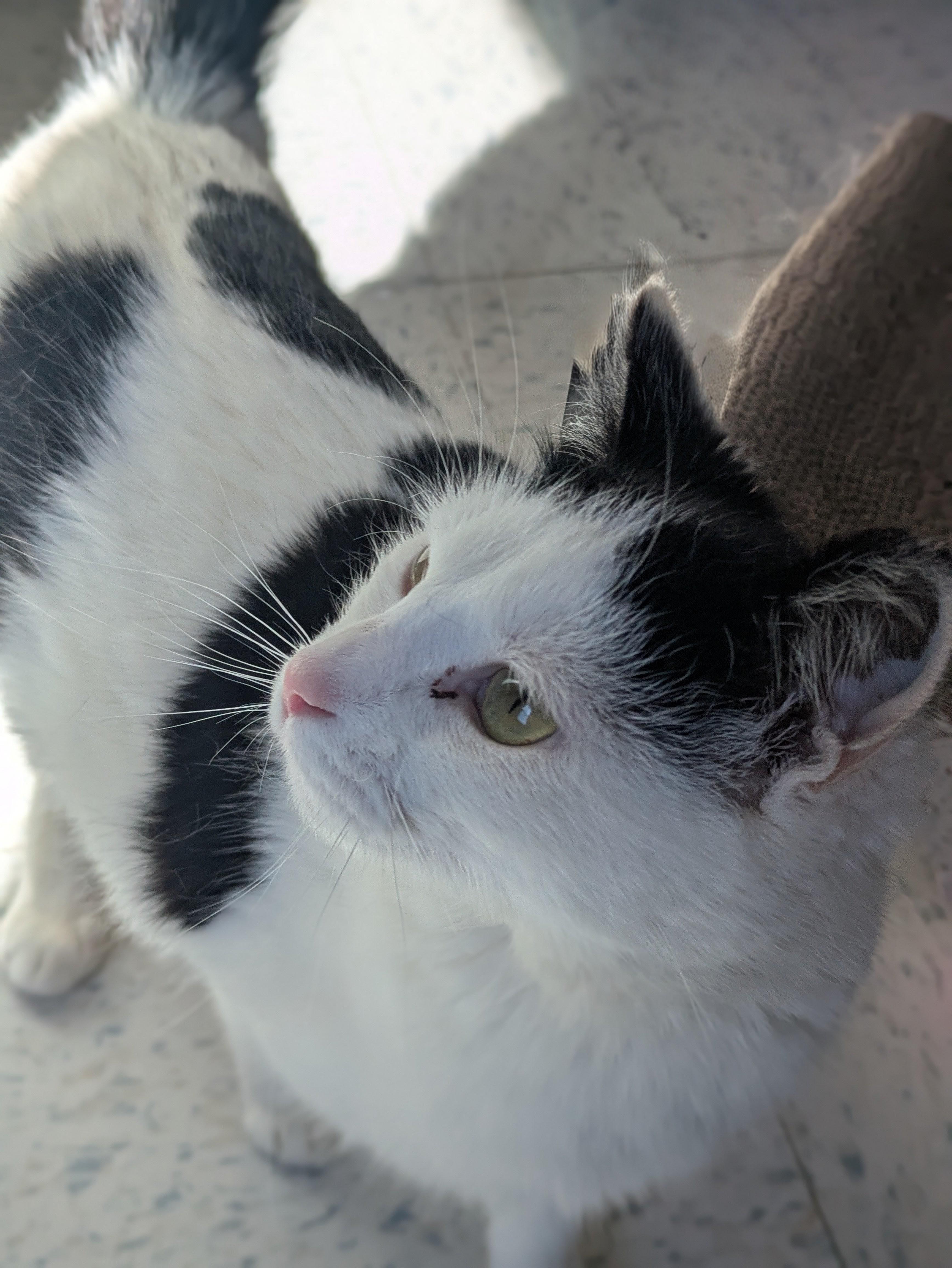 Enlarge Brenna , a ADOPTABLE Domestic Short Hair in Bonnyville, AB image 2/2