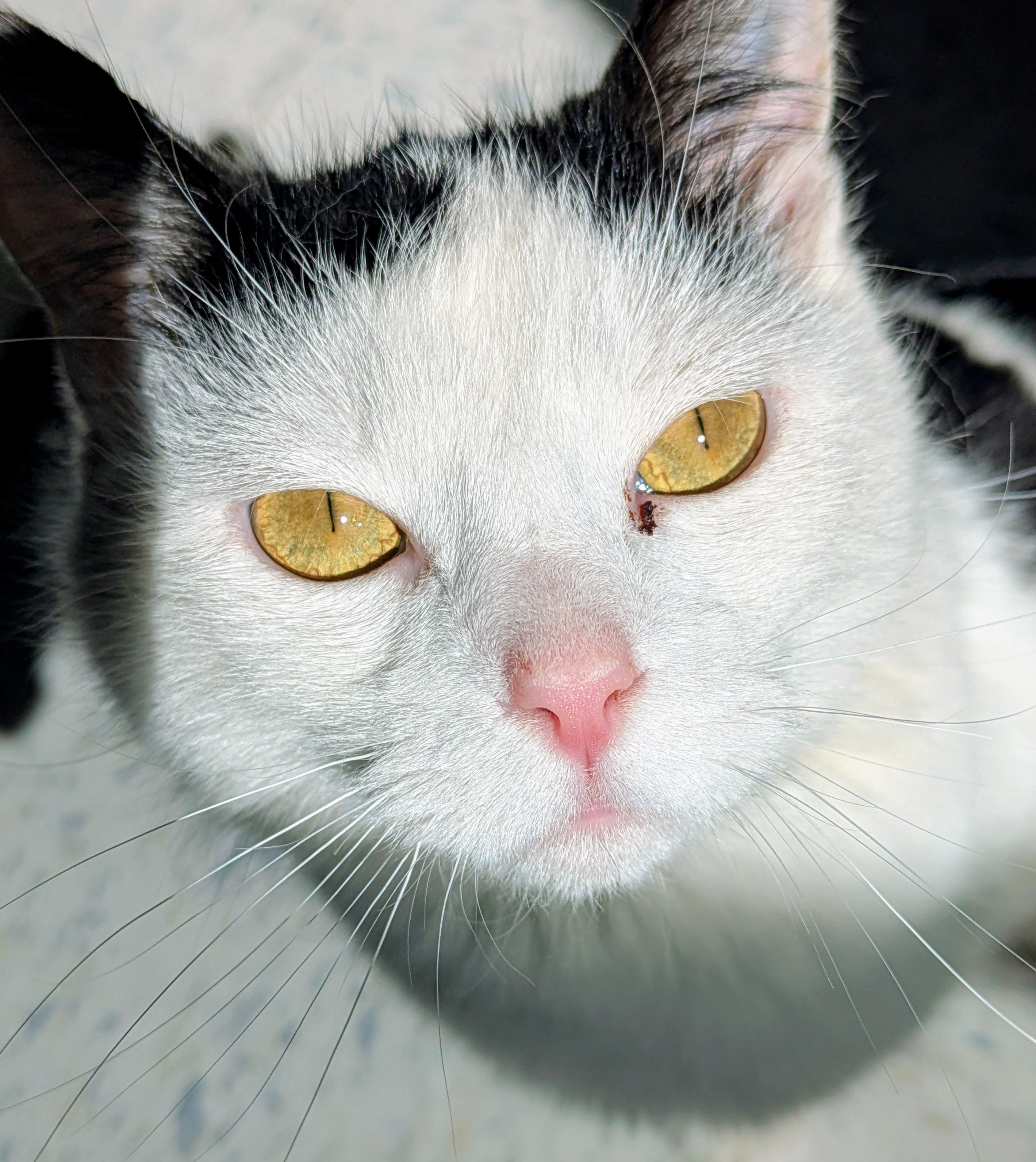 Brenna , ADOPTABLE, Adult Female Domestic Short Hair.