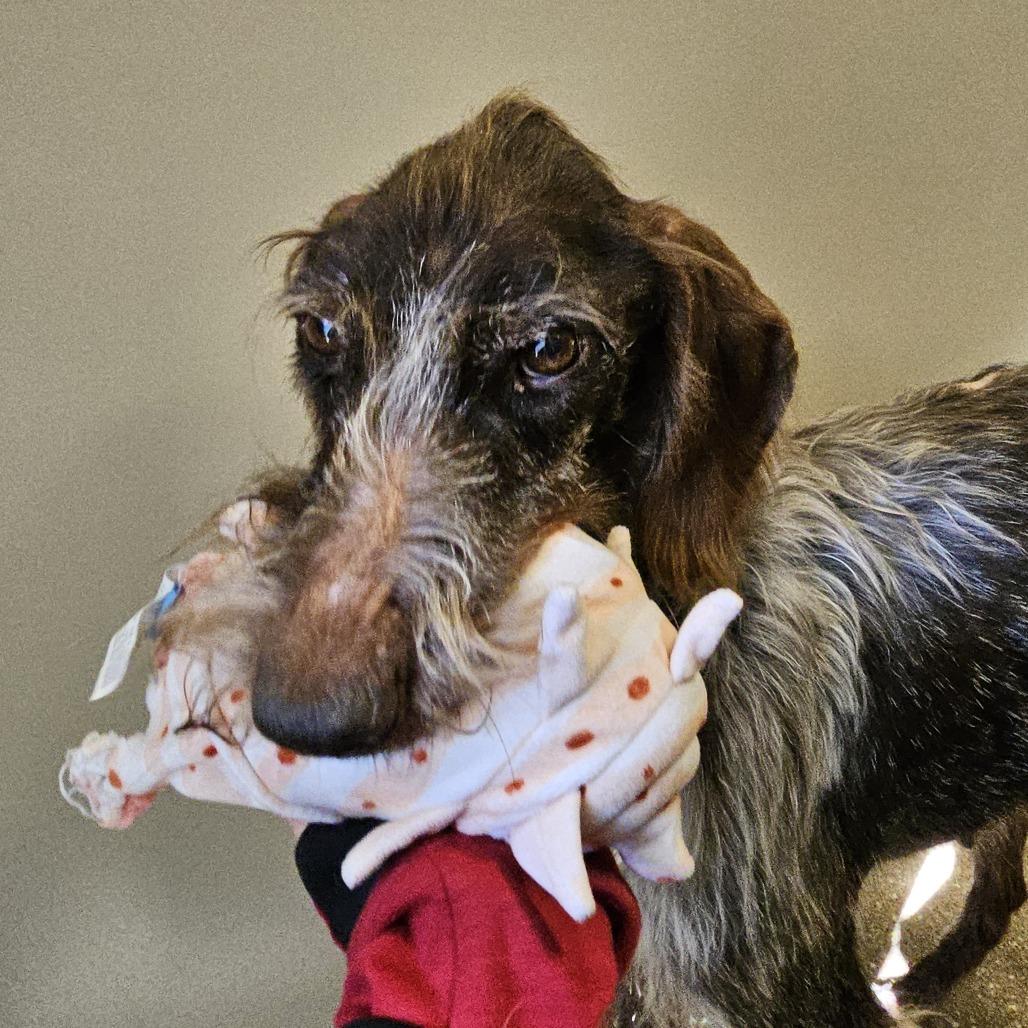Enlarge Chance, a Adoptable German Wirehaired Pointer in Sonoma, CA image 1/4