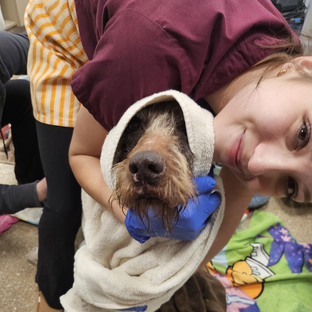 Enlarge Chance, a Adoptable German Wirehaired Pointer in Sonoma, CA image 2/4