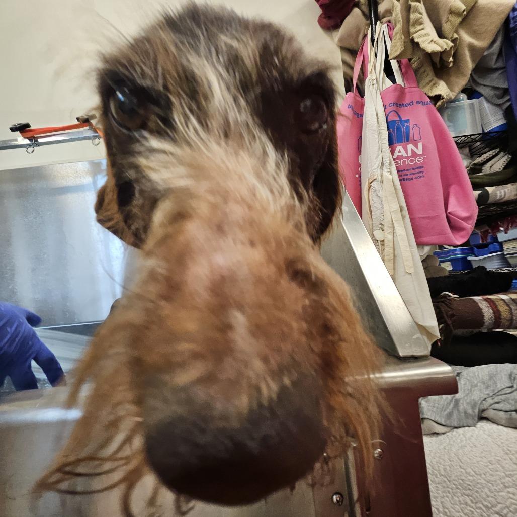 Enlarge Chance, a Adoptable German Wirehaired Pointer in Sonoma, CA image 3/4