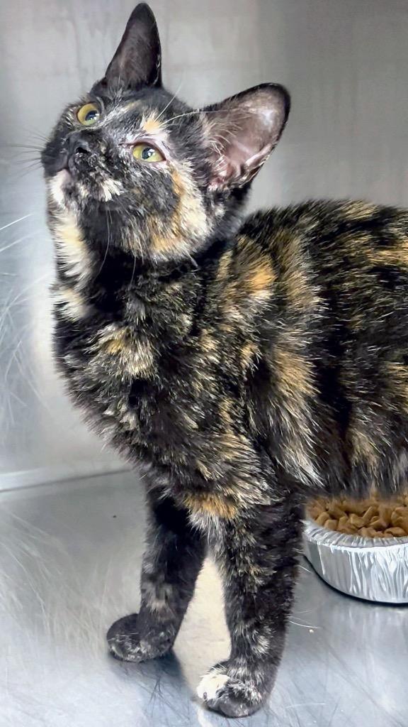 Enlarge SALLY, a Found mixed breed in Rome, GA image 1/1