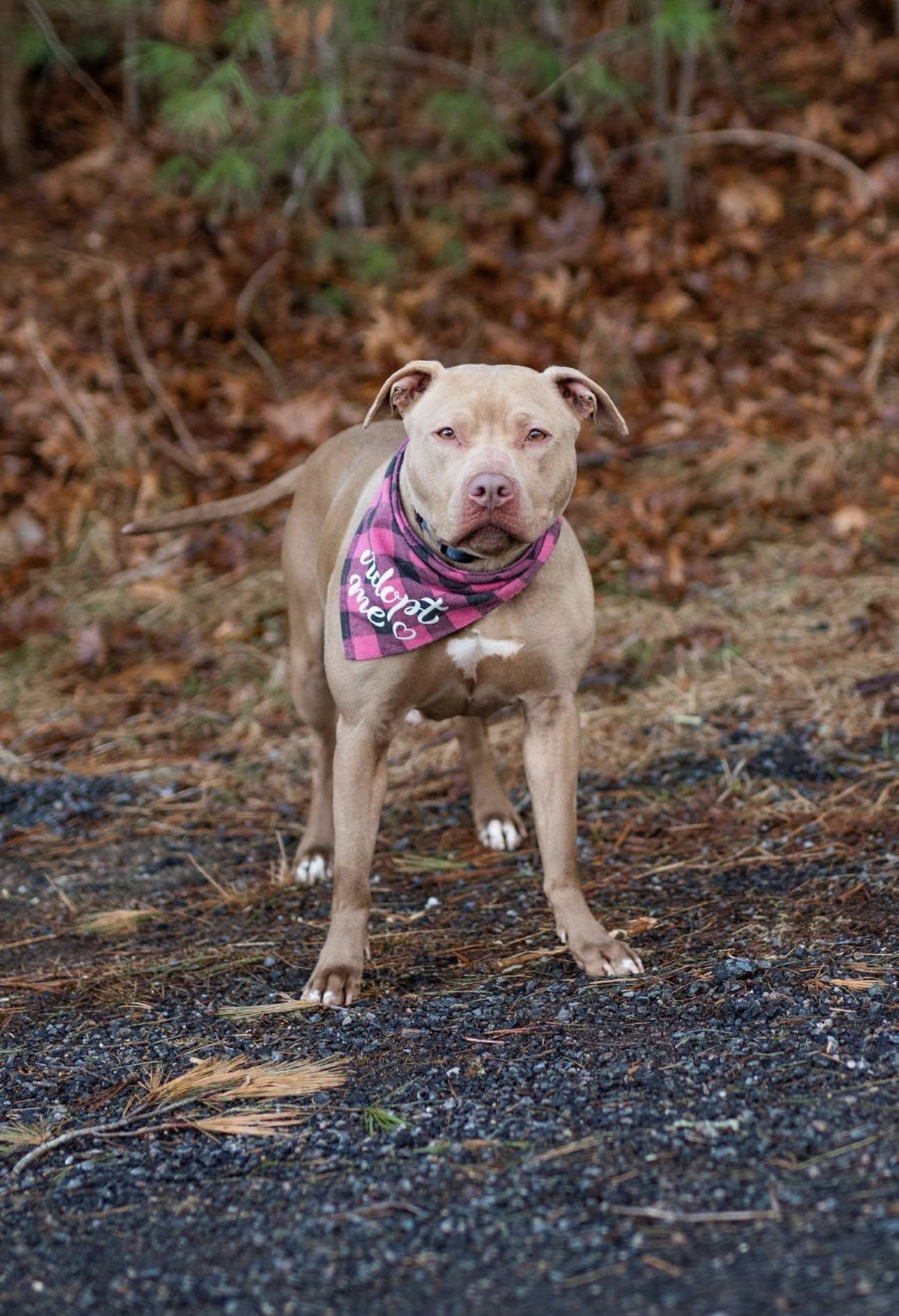 Gemma, Adoptable, Adult Female Pit Bull Terrier.