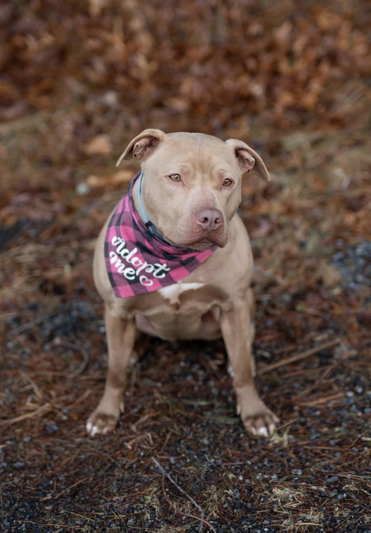 Gemma, a Adoptable Pit Bull Terrier in Middleboro, MA image 2/2