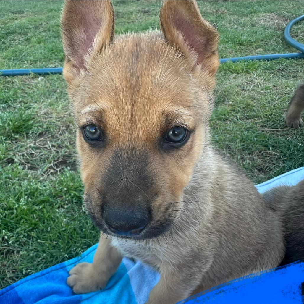Mr. Goodbar, Adoptable, Puppy Male German Shepherd Dog.
