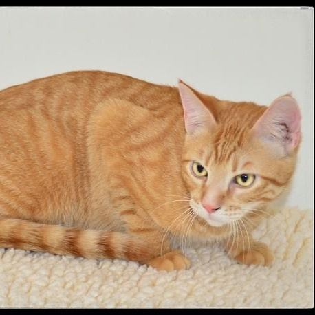 Colby, ADOPTABLE, Young Male Tabby.