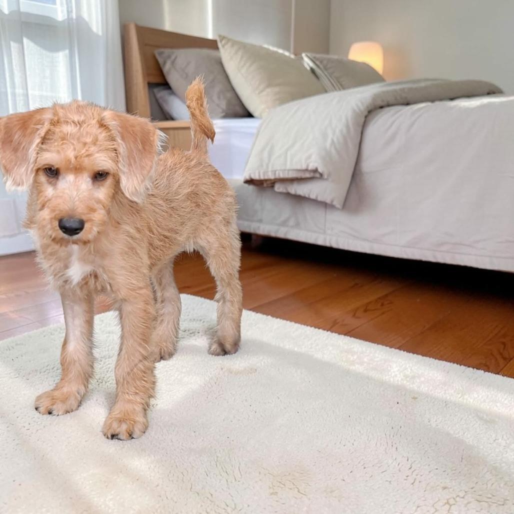 Mou, Adoptable, Puppy Male Poodle & Irish Terrier.
