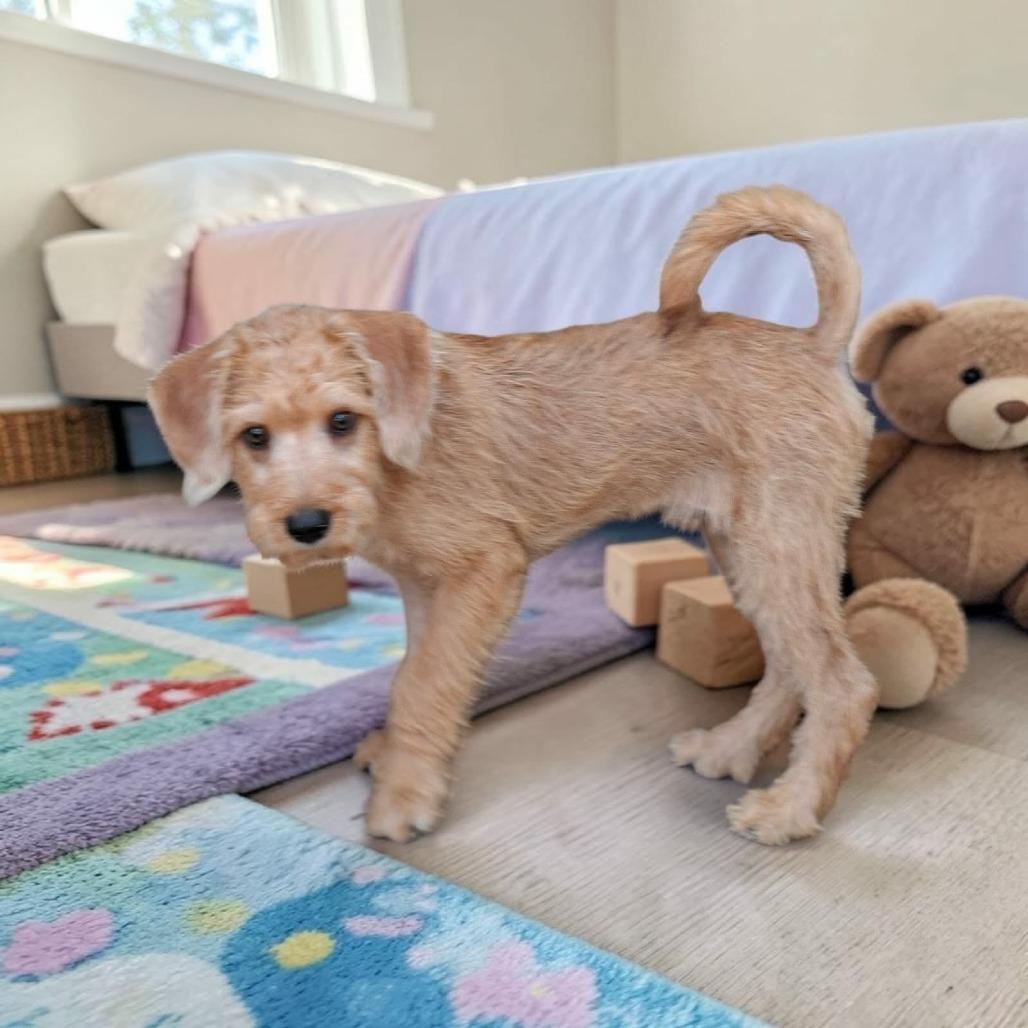 Enlarge Mou, a Adoptable mixed breed in San Diego, CA image 2/6