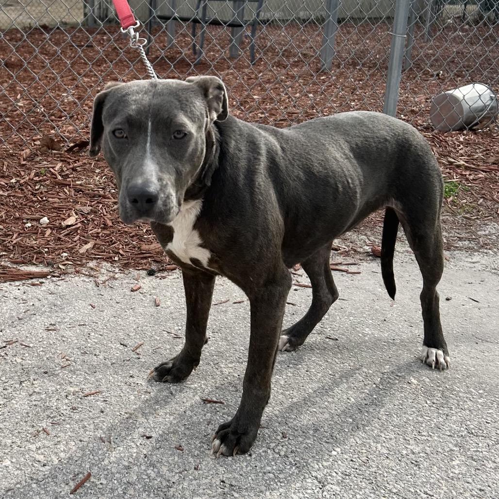 Enlarge Wonka, a Adoptable mixed breed in Bronson, FL image 1/1