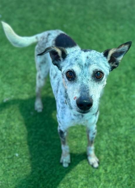 SPOT, Adoptable, Senior Male Chihuahua.