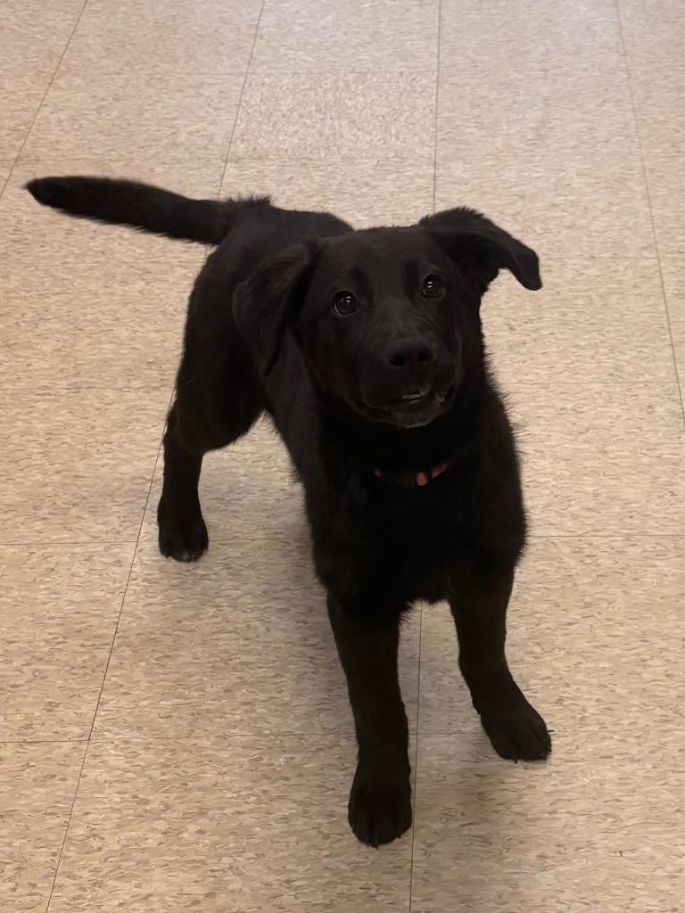 M.J., Adoptable, Puppy Female German Shepherd Dog & Labrador Retriever.