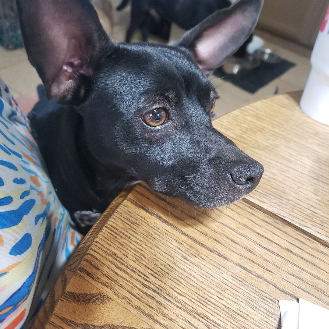 BOWIE, Adoptable, Young Male Dachshund & Mixed Breed.