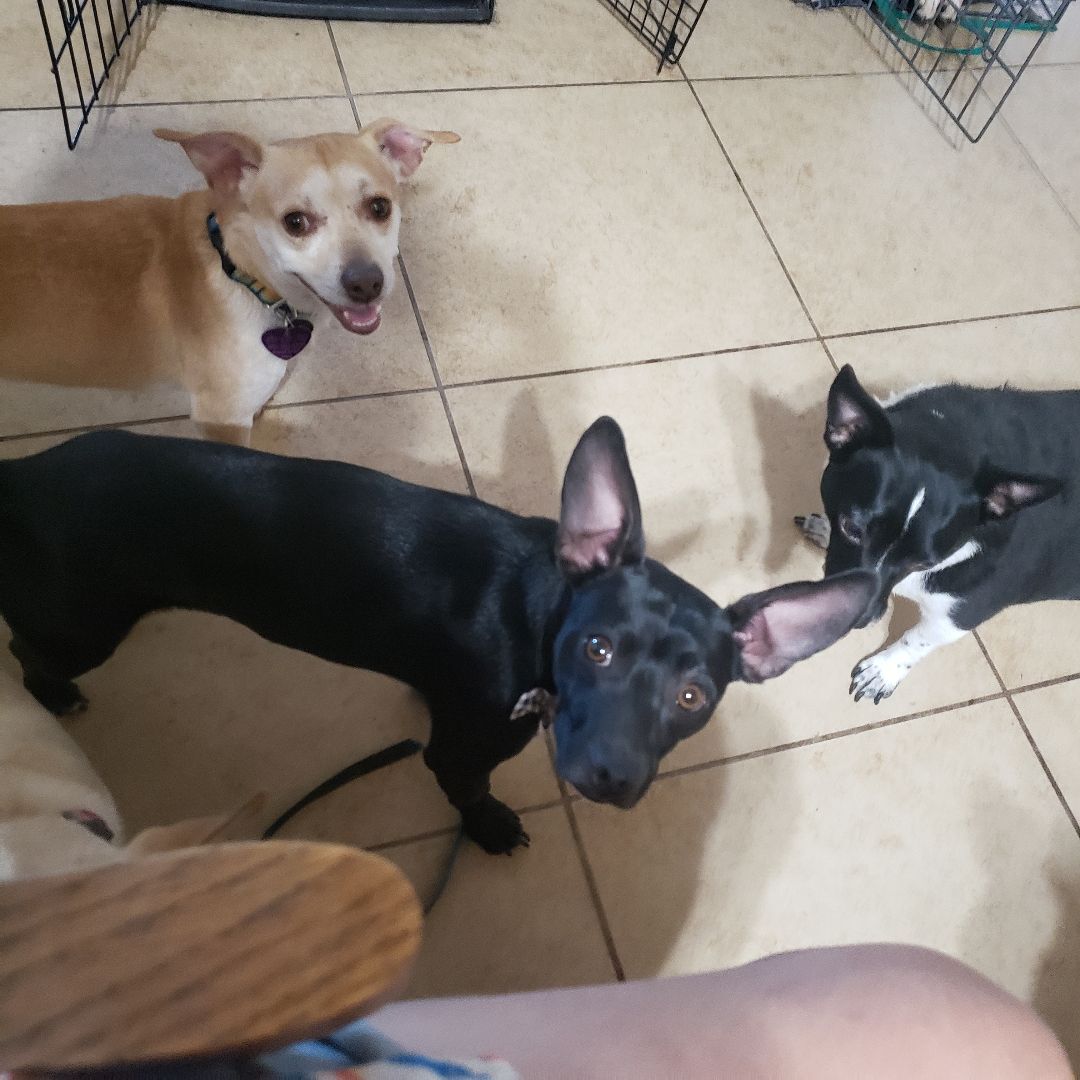 BOWIE, an adoptable Dachshund, Mixed Breed in Phoenix, AZ, 85016 | Photo Image 2