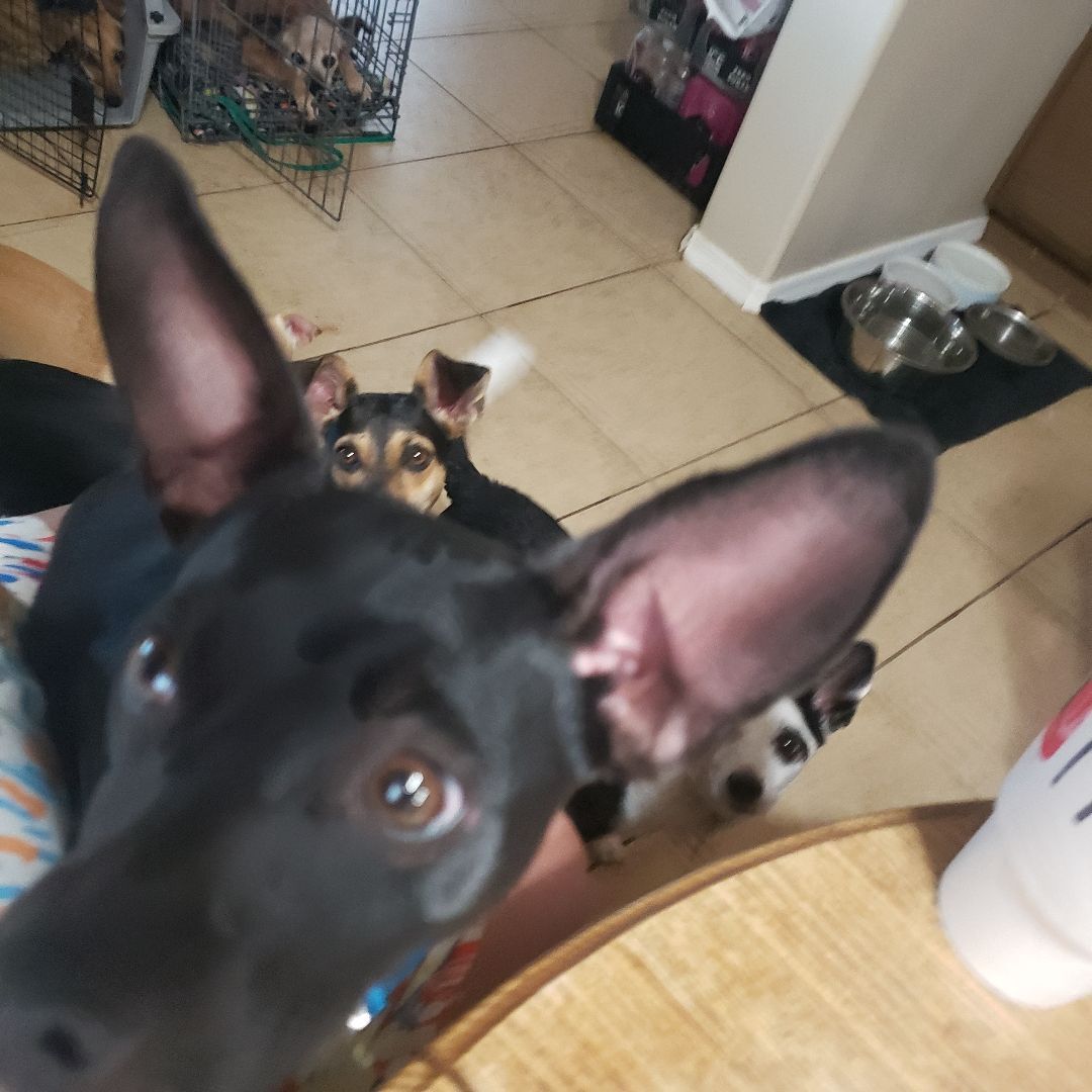 Enlarge BOWIE, a Adoptable mixed breed in Phoenix, AZ image 3/8