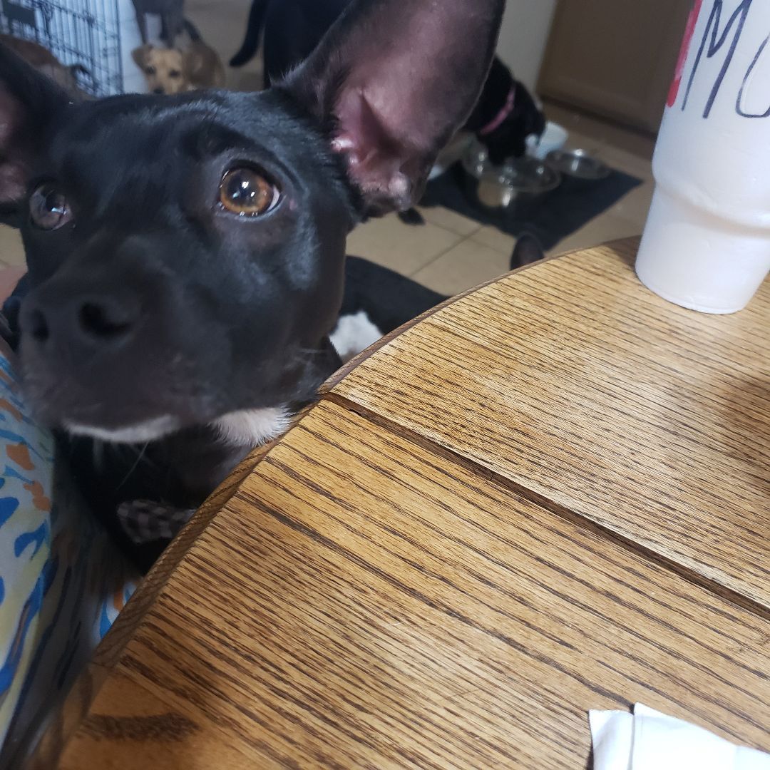 BOWIE, an adoptable Dachshund, Mixed Breed in Phoenix, AZ, 85016 | Photo Image 3