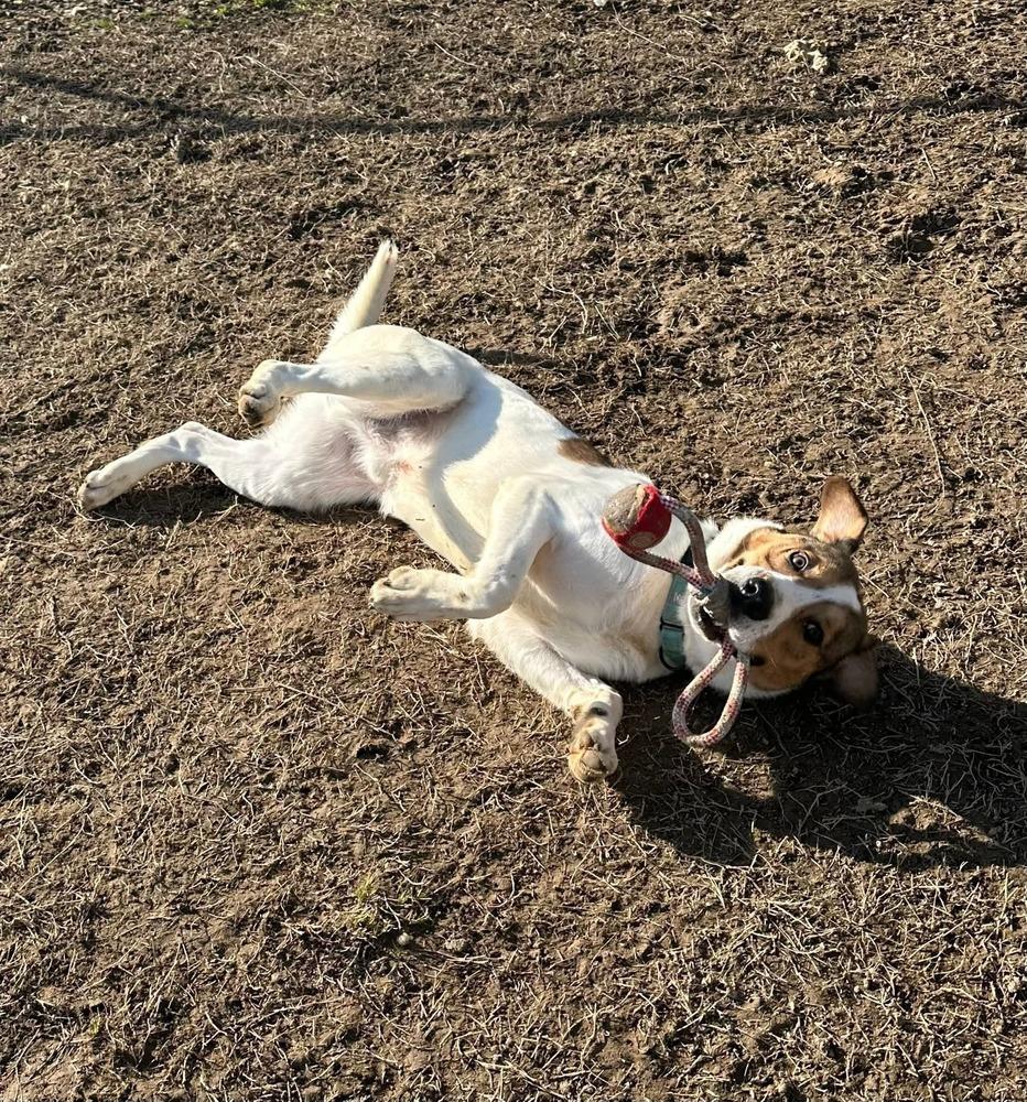Connor, Adoptable, Adult Male Hound.