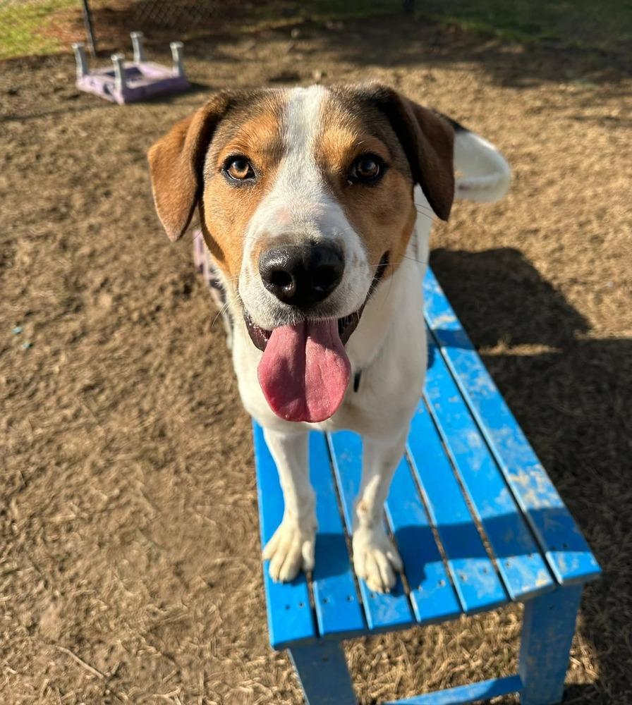 Connor, a Adoptable Hound in Evansville, IN image 2/6