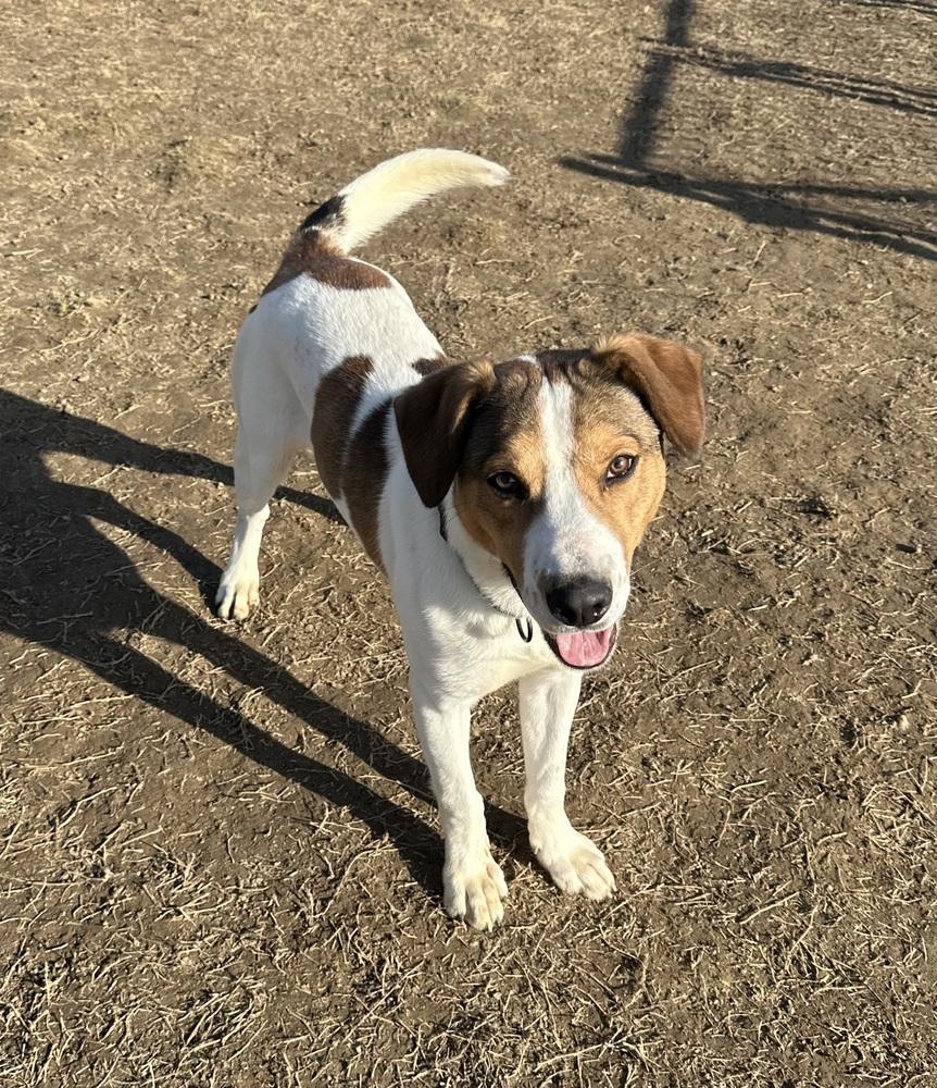 Connor, a Adoptable Hound in Evansville, IN image 3/6