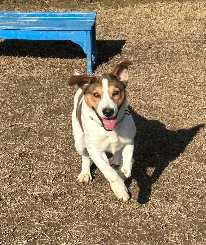 Connor, a Adoptable Hound in Evansville, IN image 4/6