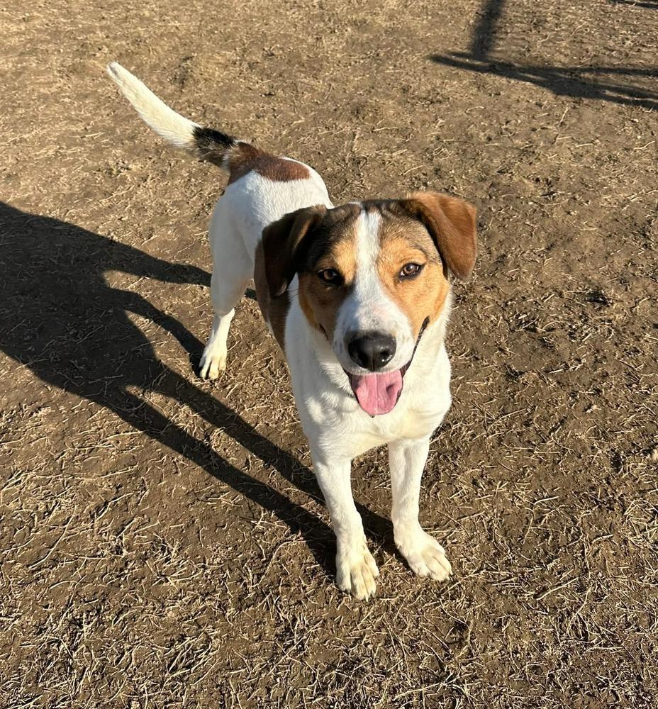 Connor, a Adoptable Hound in Evansville, IN image 6/6