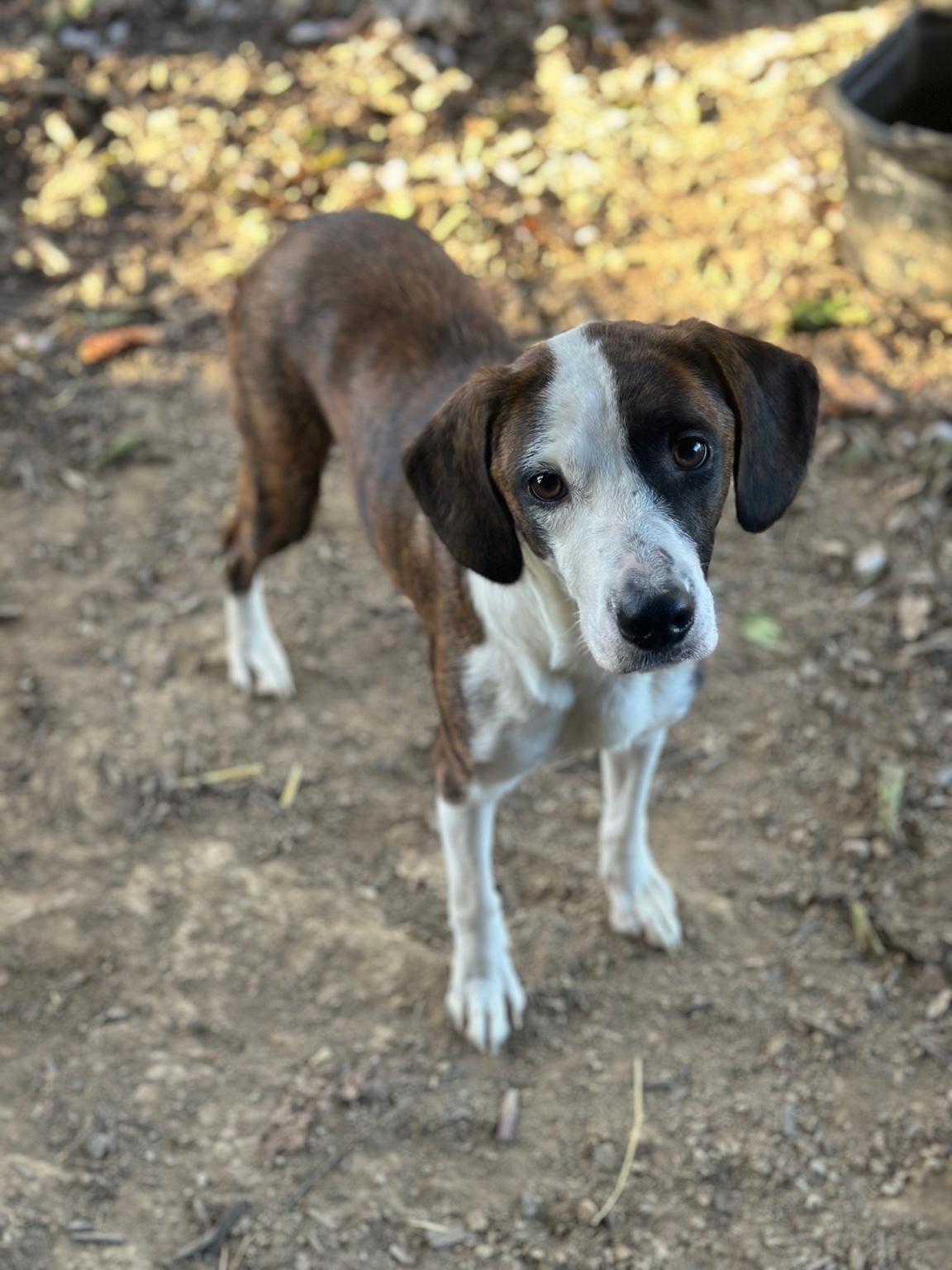Sue, Adoptable, Adult Female Mixed Breed.
