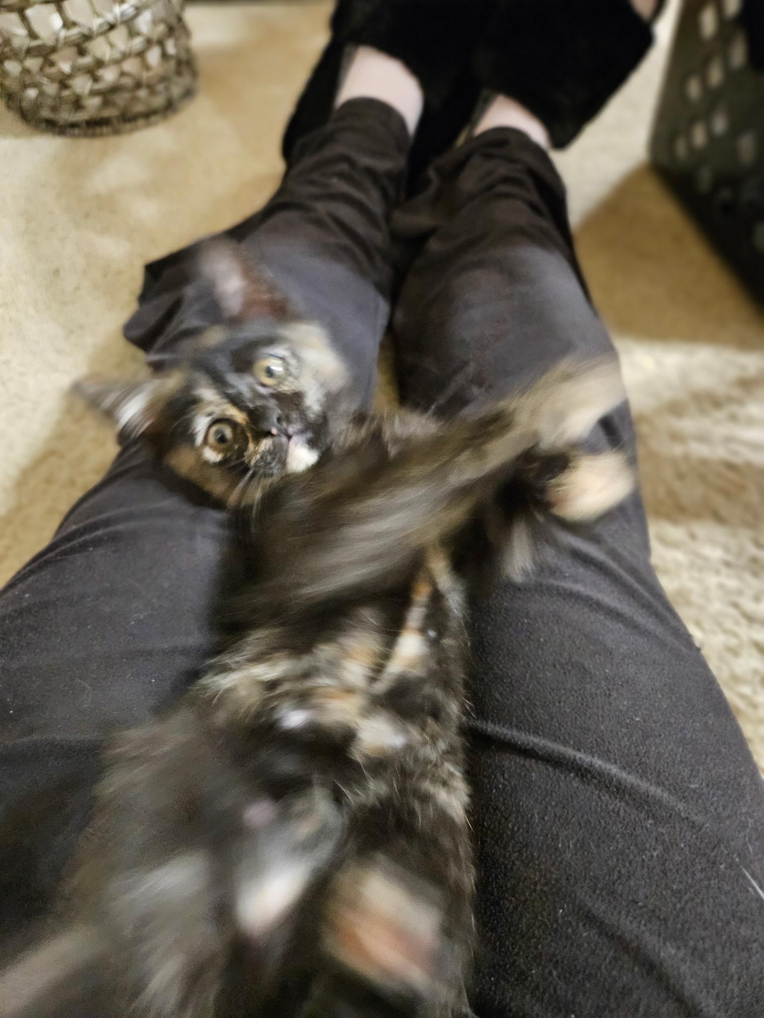 Enlarge Ravi, a Adoptable Tortoiseshell in Mission Viejo, CA image 3/4