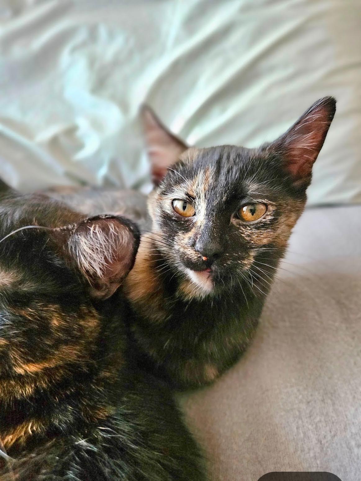 Enlarge Ravi, a Adoptable Tortoiseshell in Mission Viejo, CA image 4/4