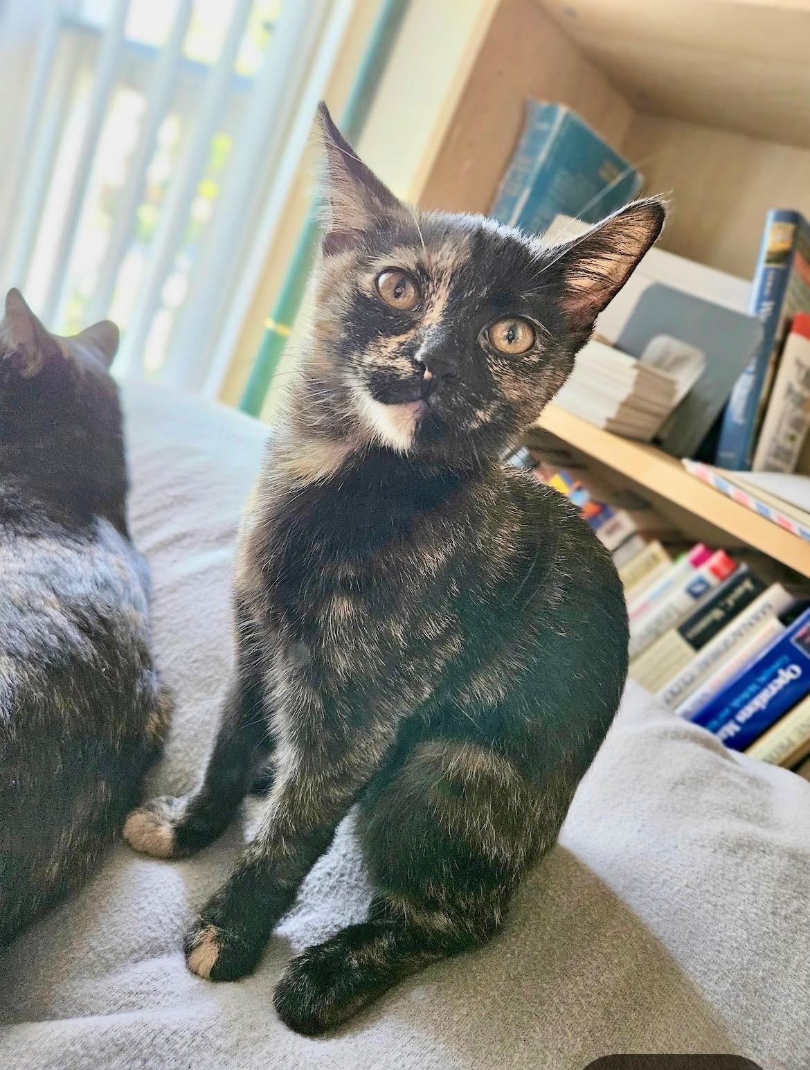 Enlarge Ravi, a Adoptable Tortoiseshell in Mission Viejo, CA image 2/4