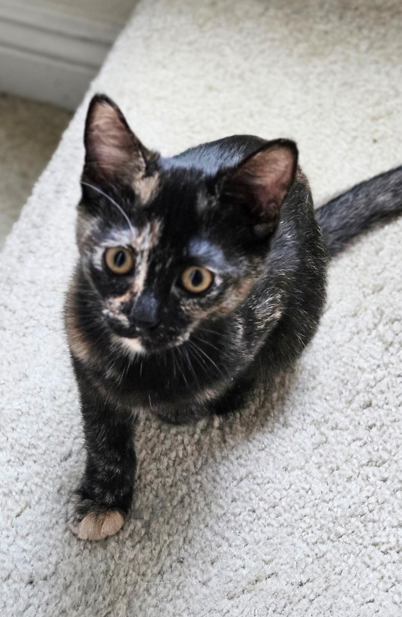 Ravi, Adoptable, Kitten Female Tortoiseshell.