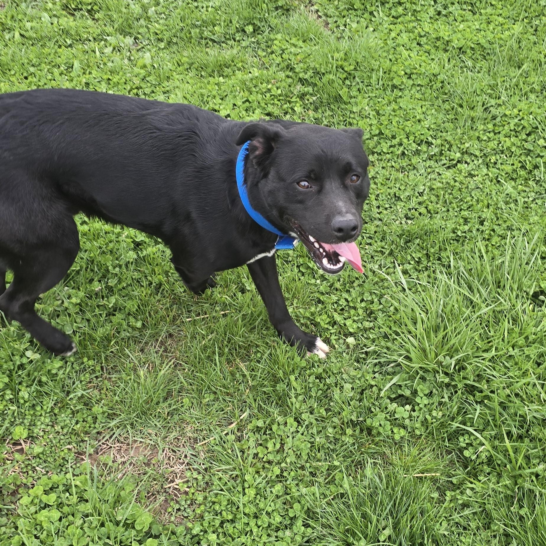 Enlarge Zues, a Adoptable mixed breed in Petersburg, IN image 1/4