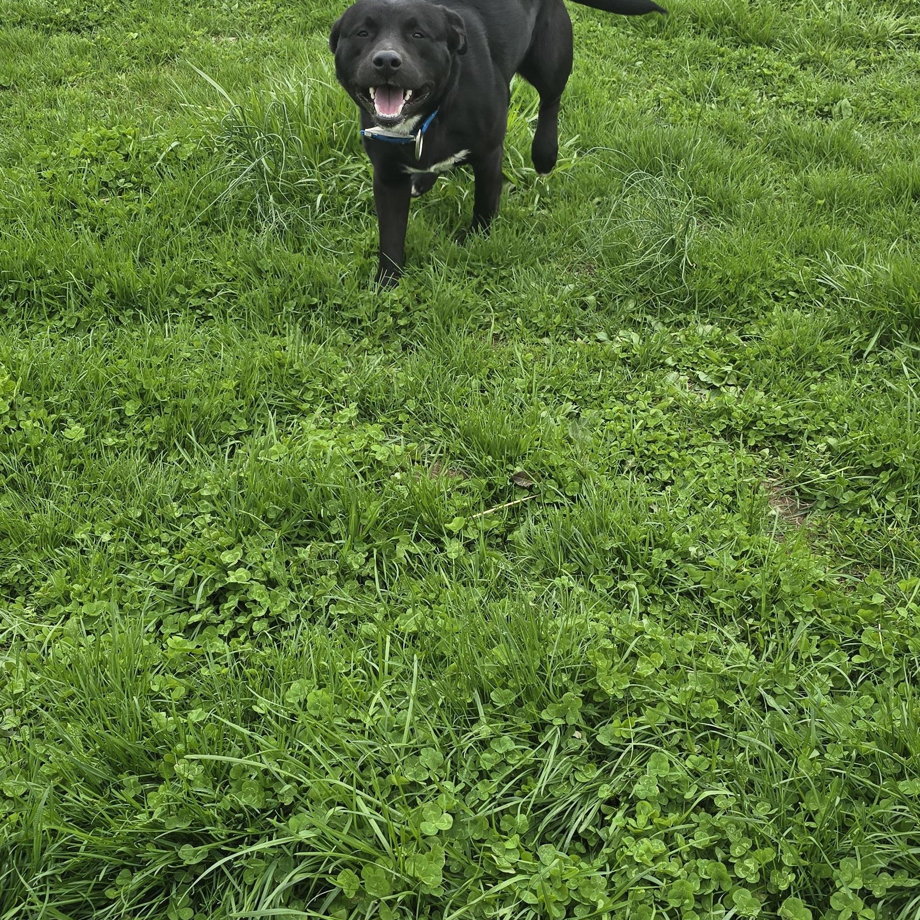 Enlarge Zues, a Adoptable mixed breed in Petersburg, IN image 2/4